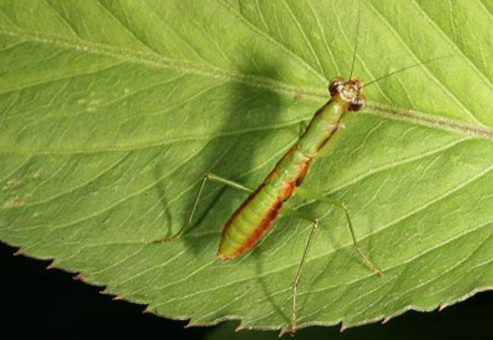 台湾花螳螂