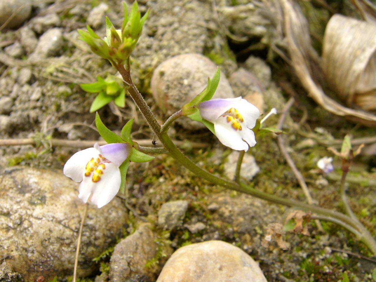  p>纤细通泉草,mazus gracilis hemsl. ex forbes et hemsl.