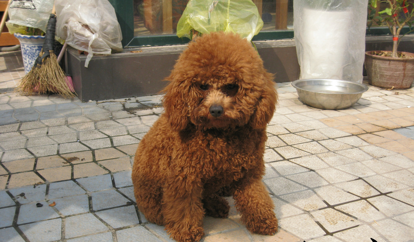 mo0">迷你贵宾狗 英文名称:miniature poodle体型分类:小型 犬种分类