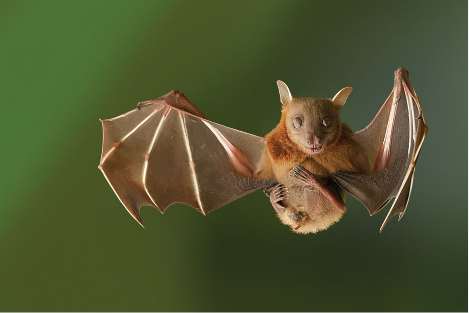 蝙蝠