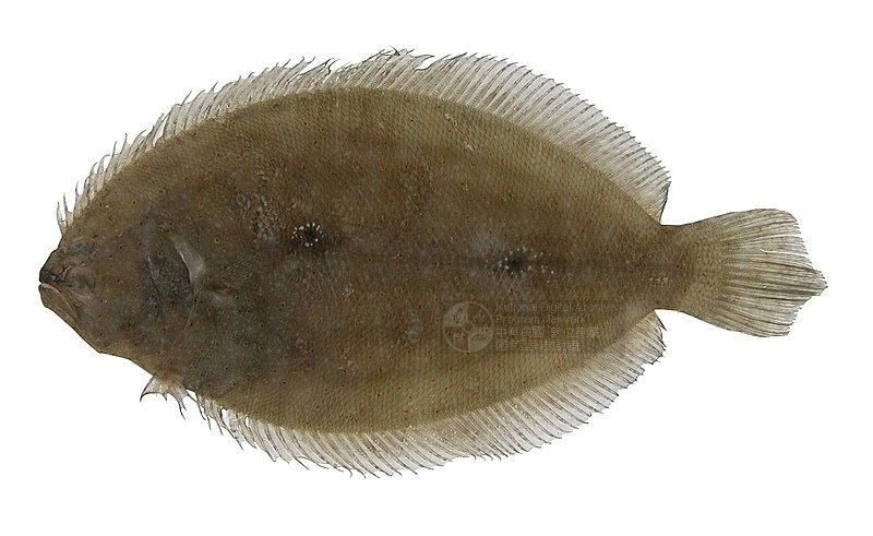 中文名东港左鲆 a target="_blank" href="/item/有毒鱼类/5656163"