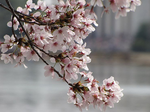  p>樱花(学名: i>cerasus   /i>sp.