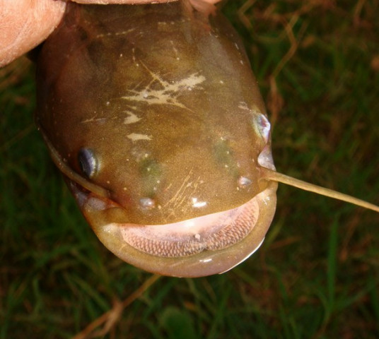 无鳞鱼 百度百科