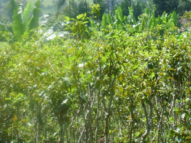 又名:也门茶,阿拉伯茶, a target="_blank" href="/item/埃塞俄比 ""