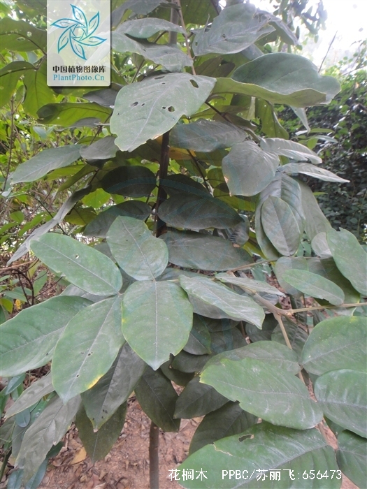  p data-id="tzqr0uplurda">花榈木为豆科红豆属的常绿乔木.
