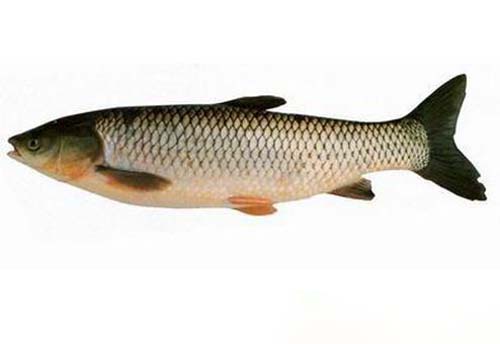 ="/item/鲤科/1909593" data-lemmaid="1909593">鲤科 /a>,草鱼属鱼类