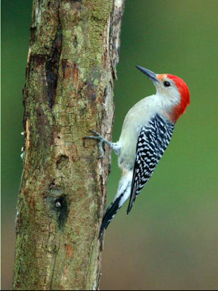 sapsucker