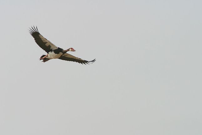  p>距翅雁(学名:plectropterus gambensis)是介于雁类和鸭类之间的鸟