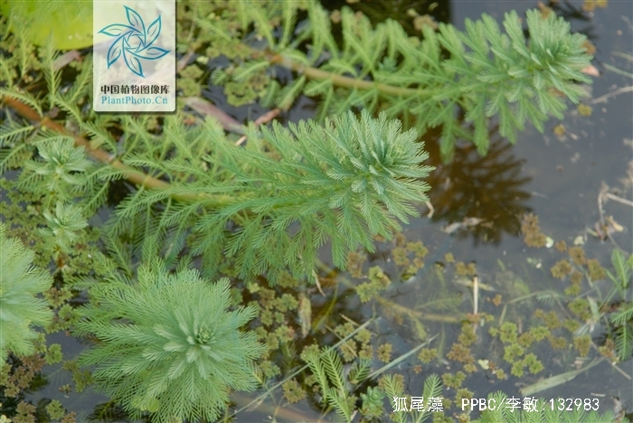  p>狐尾藻(学名: i>myriophyllum verticillatum /i>  l.