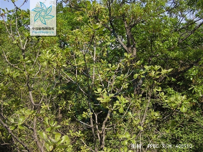 quercus dentata thunb.