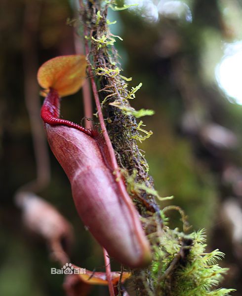 密花猪笼草 百度百科