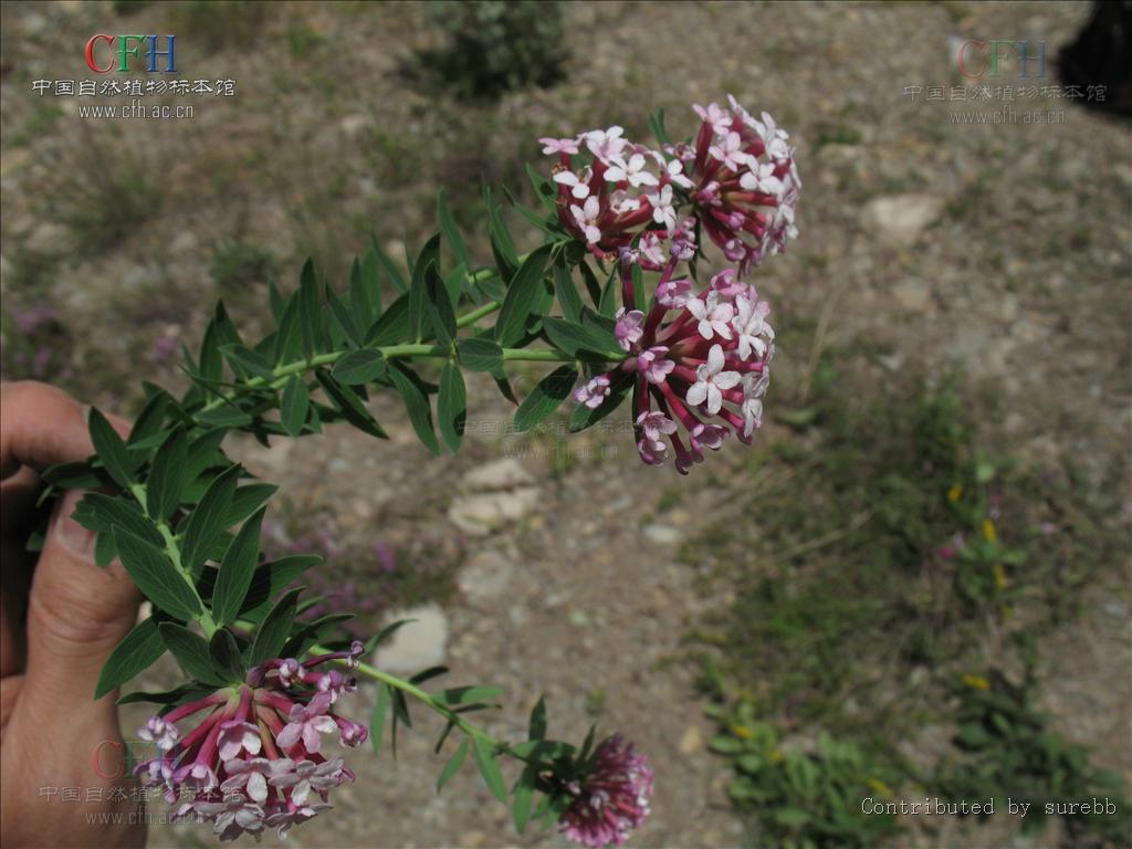  p>假狼毒属(学名: b>stelleropsis /b>&nbsp;pobed.