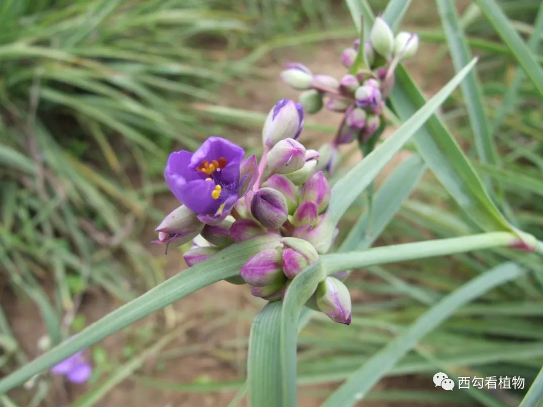 紫露草tradescantia Ohiensis 百科ta说