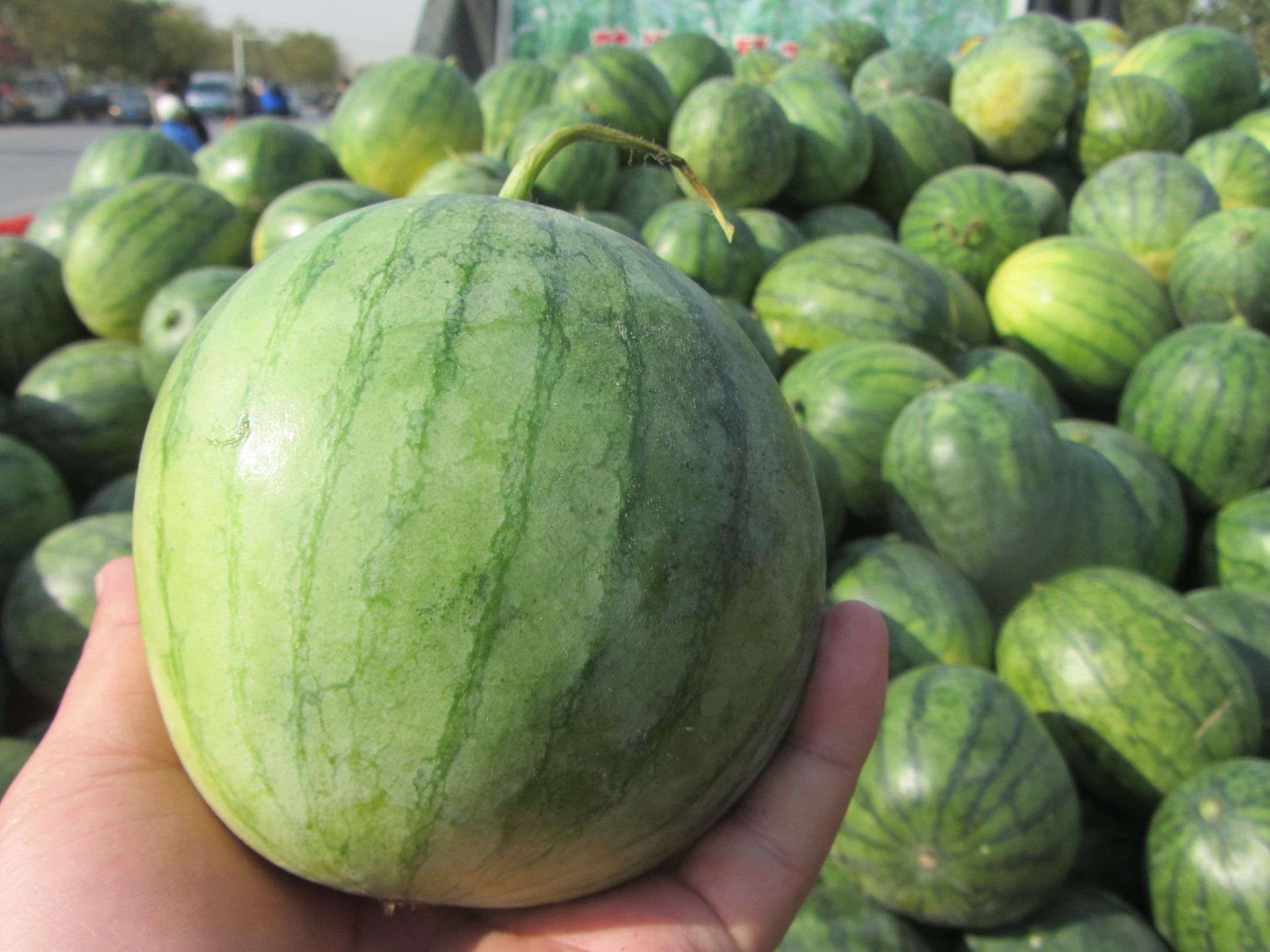 中早熟品种,果实圆正,果皮翠绿,黑色细条带,果肉鲜红,单瓜重8～10