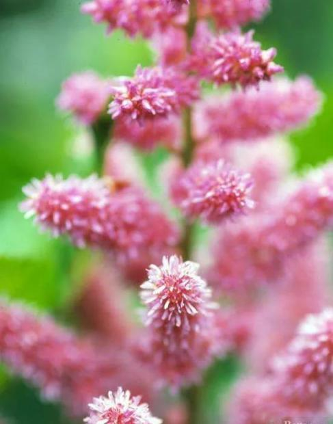 伏毛紫花小升麻(变型)