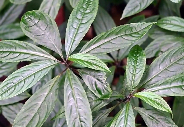 f.hu)是凤仙花科,凤仙花属的植物