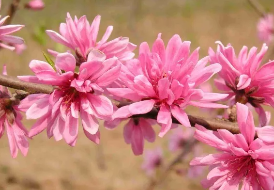 菊花桃 是菊花还是桃花呢 百科ta说