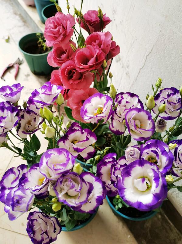 特殊的 紫色花 家里种一盆 紫气东来 祥瑞满家门 百科ta说