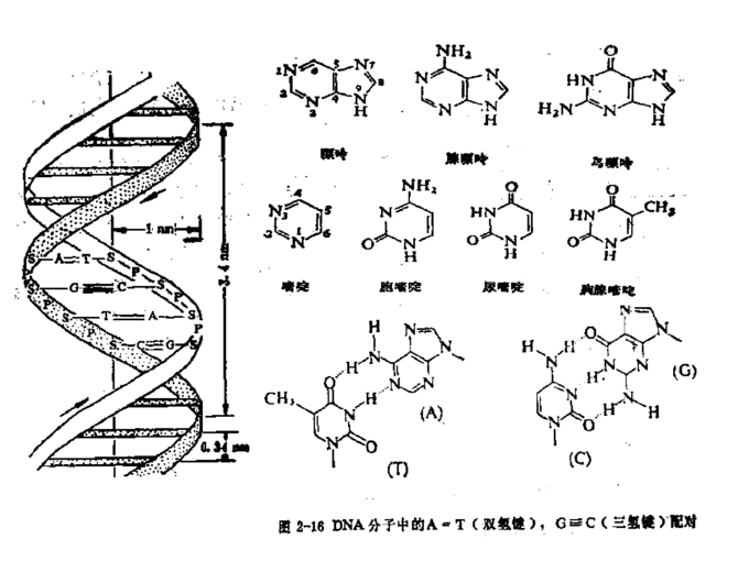 生物元素