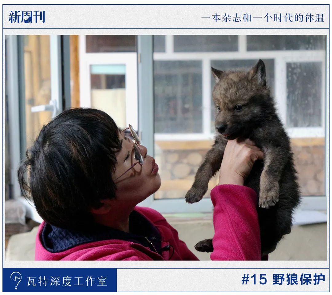 与狼共舞二十载，他们的经历比《狼图腾》更吸引人_百科TA说
