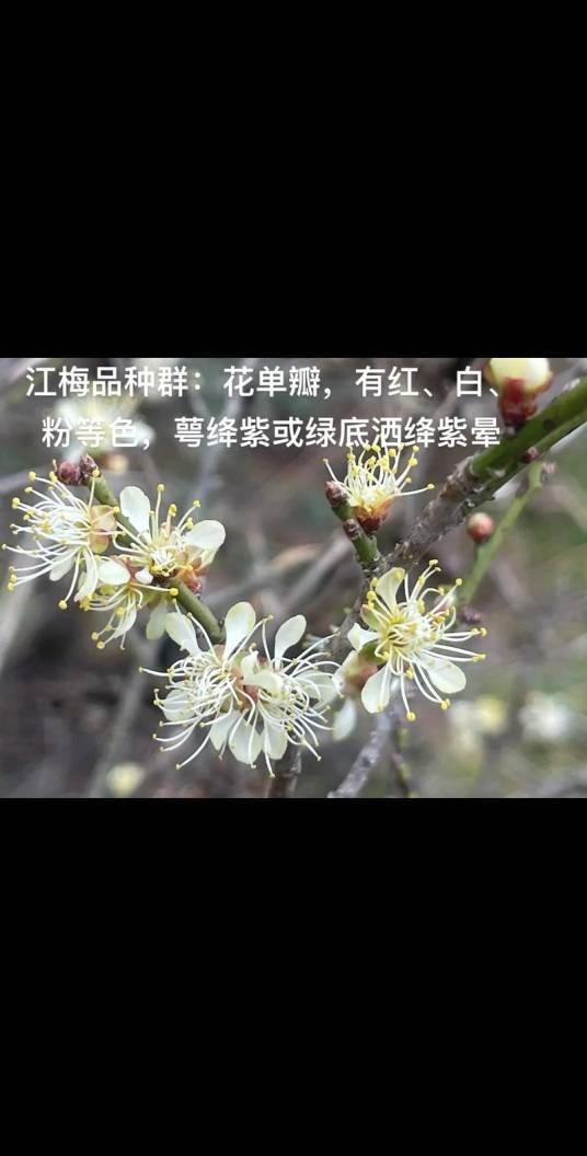 单瓣（江梅）品种群_百度百科