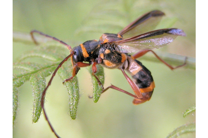 拟黄角淡脉隧蜂