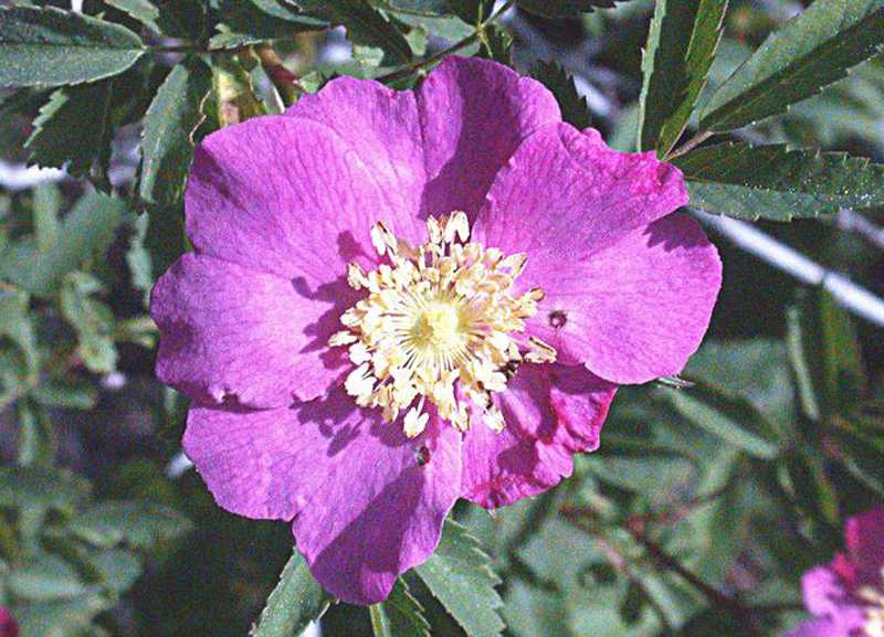  p>内华达矮蔷薇(学名: i>rosa /i>  i>bridgesii /i> cr   p.