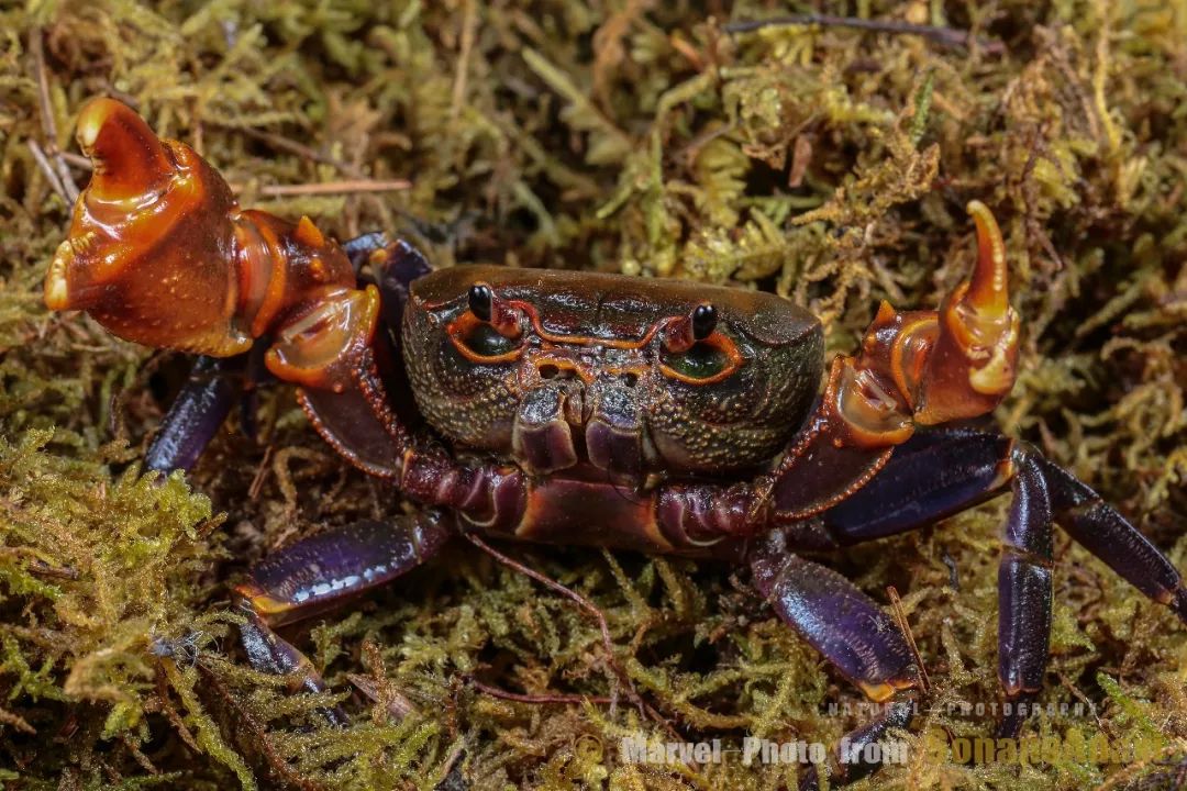  p>昆虫(一般是甲虫)或甲壳动物头顶的硬壳 /p>
