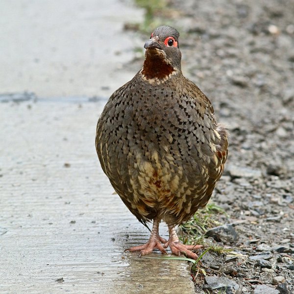  p>红喉雉鹑(学名: i>tetraophasis obscurus /i>):是雉科,雉鹑属的 a