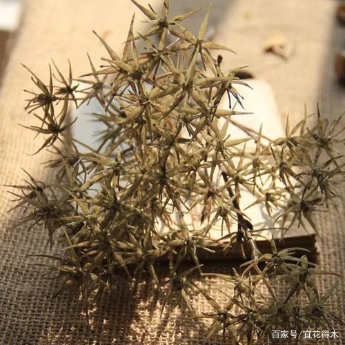 有刺植物的刺是如何起源和演变的？有什么类型和效用？_百科TA说