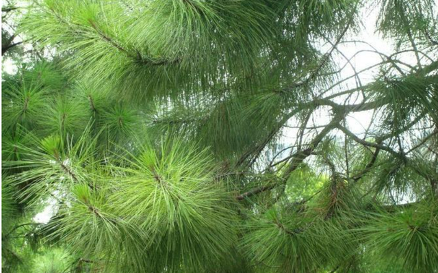 云南松新平家系37号