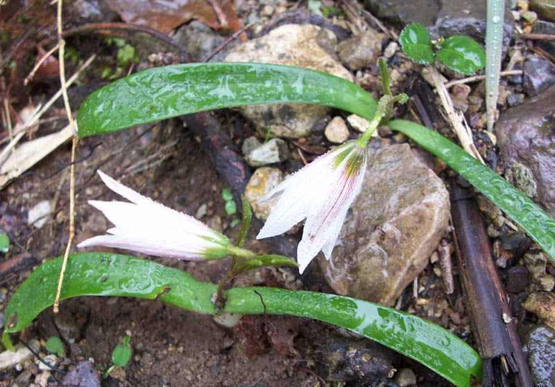 tulipa edulis