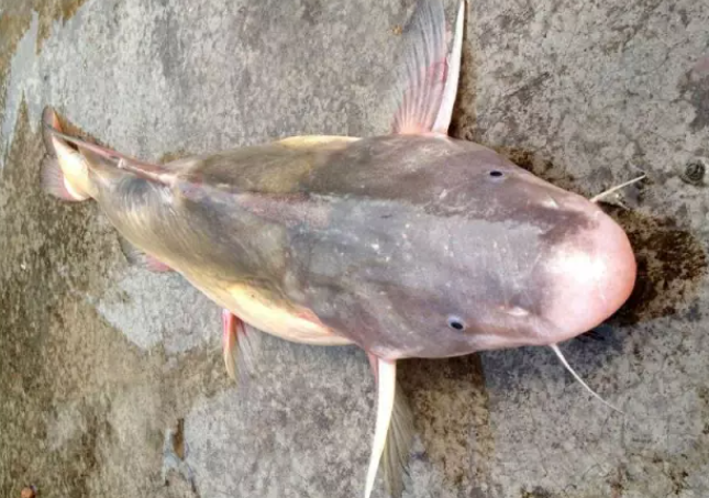 长江四鲜 中的洄鱼到底有多鲜 百科ta说