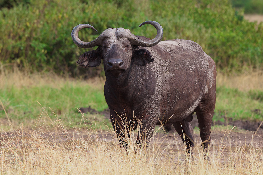  p>非洲野水牛(学名: i>syncerus caffer /i>):是偶蹄目,牛科,非洲野