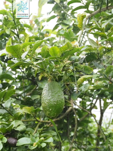 香橼（芸香科柑橘属植物）_百度百科