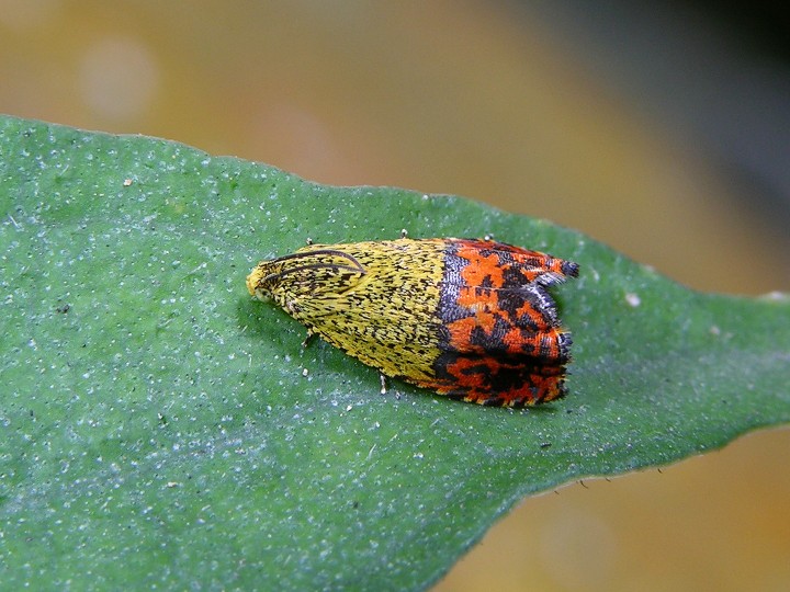 comptana frolich,1828)是 a target="_blank" href="/item/卷蛾科