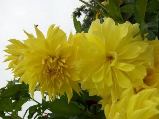 黄丽花（报春花科疆报春属植物）_百度百科