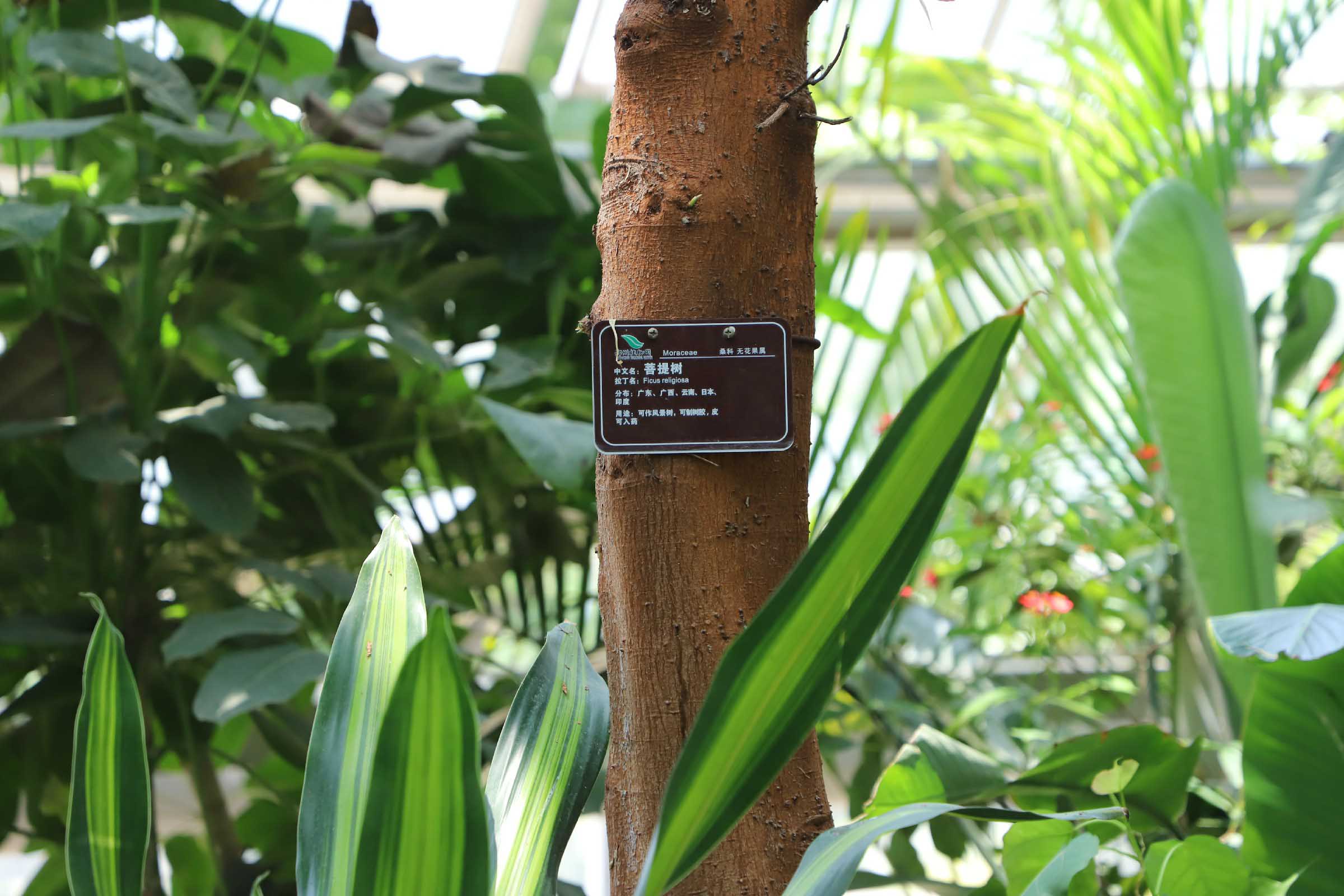 菩提树