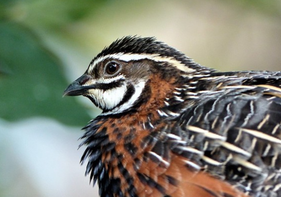  p>西鹌鹑(学名: i>coturnix coturnix /i>):是雉科,鹌鹑属的物种.