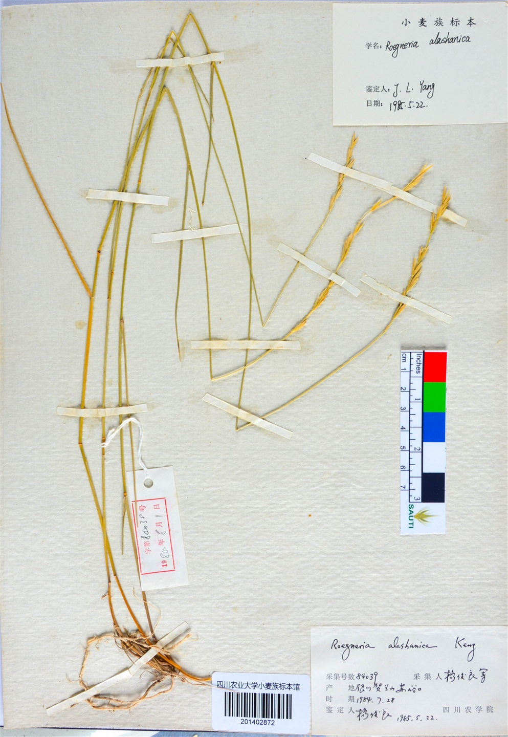 chen)是禾本科,披碱草属植物.