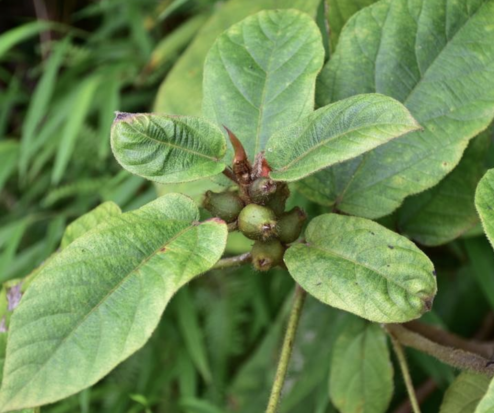  p>粗叶榕(学名: i>ficus hirta /i> vahl)是桑科,榕属植物.