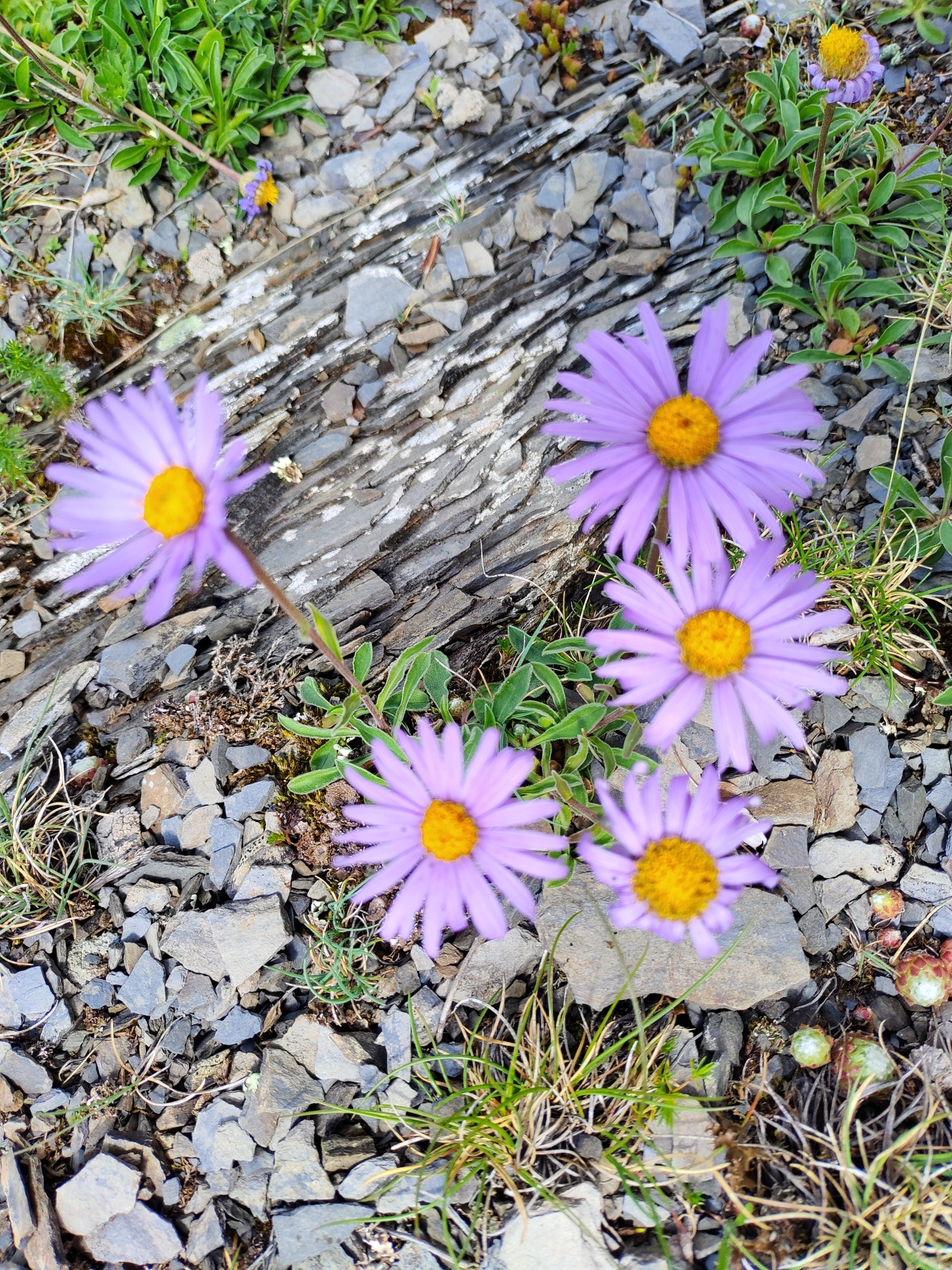 高山紫菀