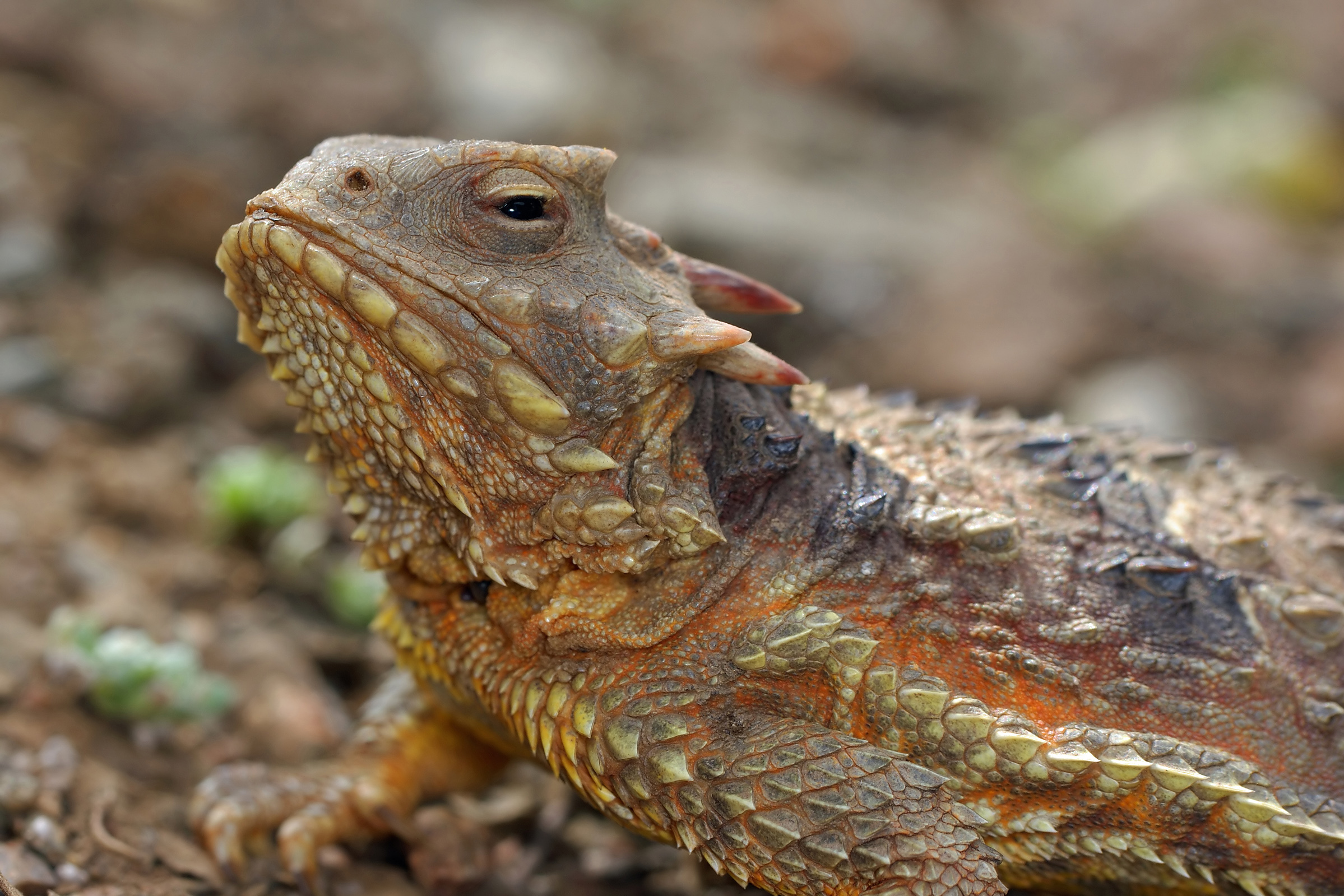  p> 绿草蜥,(lizard)属于冷血爬虫类,是蜥蜴的一种,靠产卵繁衍.
