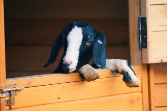 黑山谷亲子动物园