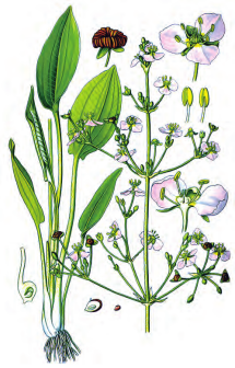 泽泻（泽泻科泽泻属植物）_百度百科