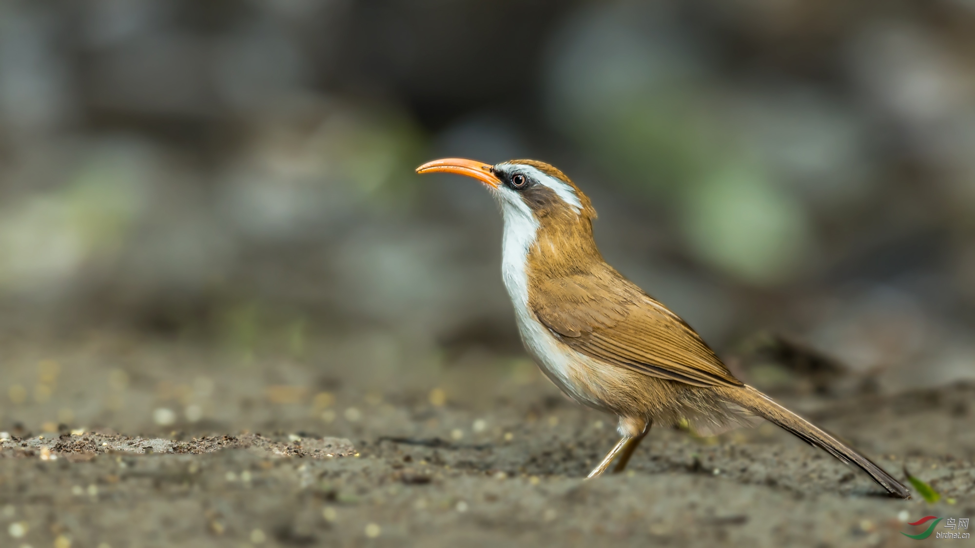 红嘴钩嘴鹛滇南亚种