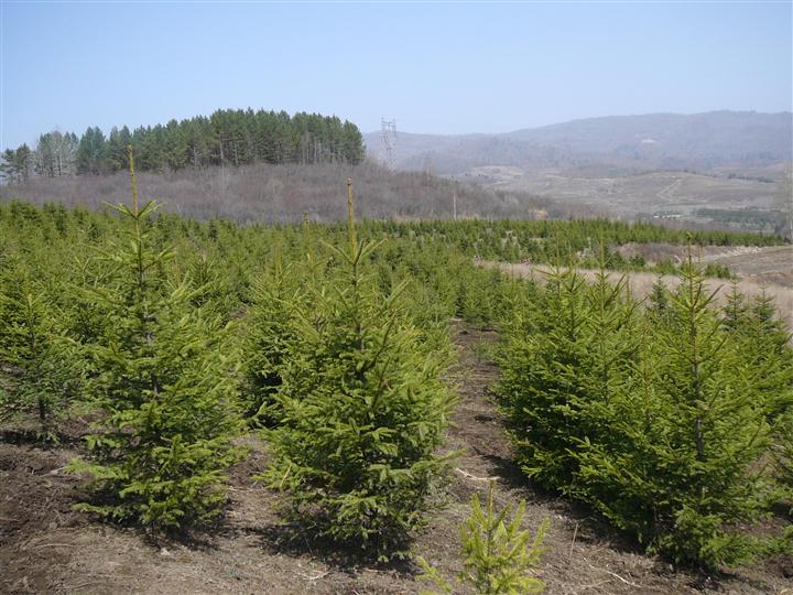 青海云杉嫁接无性系74号