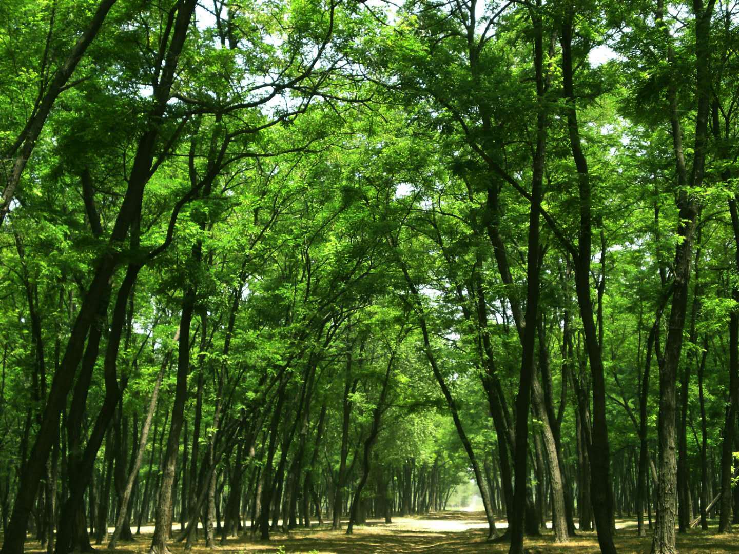 民权林场榆树无性系125号