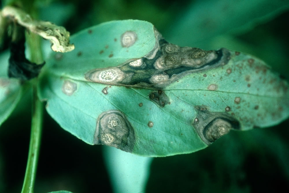  p>蚕豆褐斑病是由蚕豆壳二孢菌侵染所引起的,发生在蚕豆上的一种病害