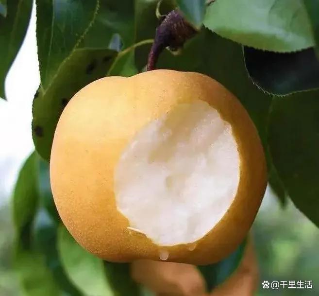 山东秋月梨，细腻宛如初秋水，肉白堪比中秋月，吃一口，馋一年_百科TA说